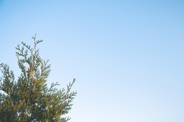 Thuja branches on blue sky background as copy space