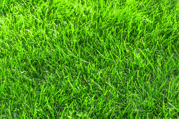 Green grass in the meadow texture background. close up of green trimmed lawn in summer