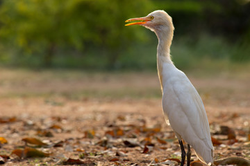 Cattle Egret in the garden in its natural habitat in a soft blurry background.