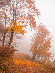 Autumn misty landscape in the Park.
