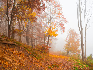 Fototapeta premium Autumn misty landscape in the Park. 