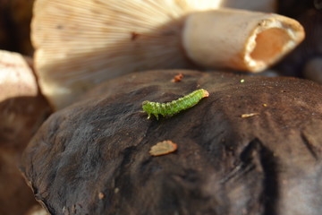 caterpillar on a blade of green grass