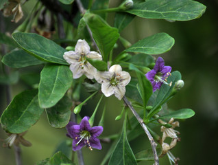 Flowering Lycium barbarum