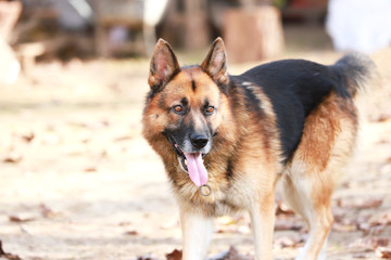 Closeup of a young adorable purebred german shepherd watching dog