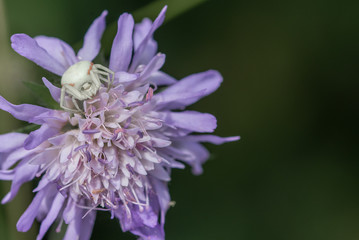 Comb-footed spider on Scabious plant