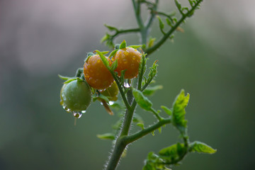 Tomato Plant 