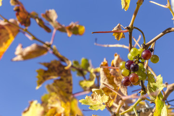 bunch of grapes waiting for the harvest
