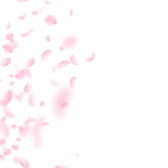 Sakura petals falling down. Romantic pink flowers 