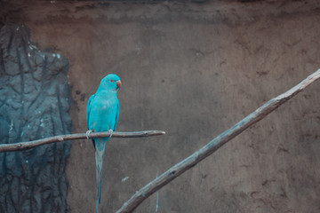 Parrot in zoo