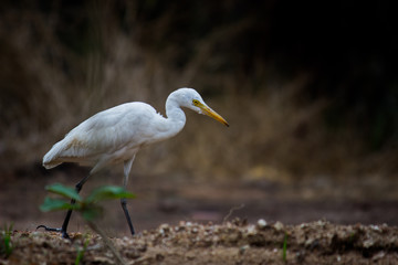  The cattle egret is a cosmopolitan species of heron found in the tropics, subtropics and warm temperate zones.