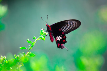 Papilio polytes, the common Mormon, is a common species of swallowtail butterfly widely distributed across Asia.