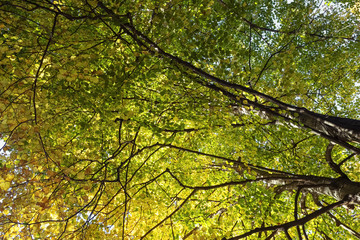 Fototapeta na wymiar Beautiful linden autumn foliage. Tilia platyphyllos, largeleaf linden.