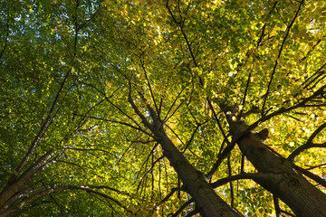 Beautiful  linden autumn foliage.  Tilia platyphyllos, largeleaf linden.