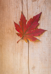 Naklejka na ściany i meble Autumn orange maple leaf on wooden background, selective focus