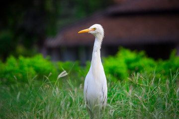  The cattle egret is a cosmopolitan species of heron found in the tropics, subtropics and warm temperate zones.
