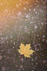 Autumn orange maple leaf on the earth, selective focus