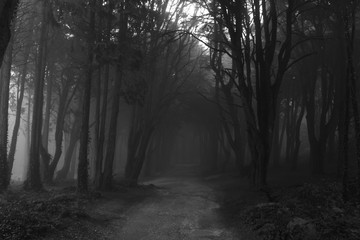 Misty Forest Path in Black and White 