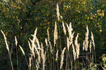 Trockene Gräser im herbstlichen Wald
