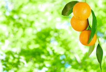 Ripe oranges on branch on blurred natural