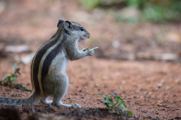 Squirrels are members of the family Sciuridae, a family that includes small or medium-size rodents. The squirrel family includes tree squirrels, ground squirrels, chipmunks, marmots, flying squirrels,