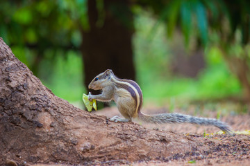 Squirrels are members of the family Sciuridae, a family that includes small or medium-size rodents. The squirrel family includes tree squirrels, ground squirrels, chipmunks, marmots, flying squirrels,
