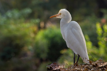  The cattle egret is a cosmopolitan species of heron found in the tropics, subtropics and warm temperate zones.