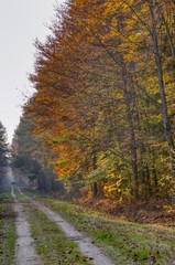a forest road through an autumn forest