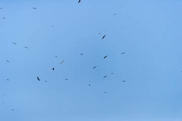 a lot of bird kite in the sky over the fields