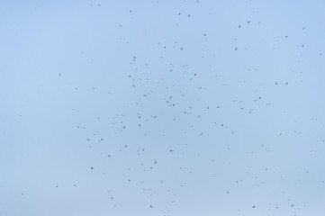 a lot of bird kite in the sky over the fields
