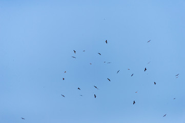 a lot of bird kite in the sky over the fields