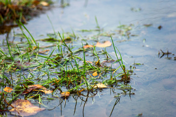 Grass and autumn yellow leaves in water