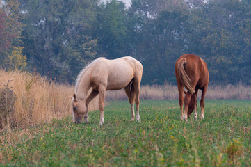 Obraz na płótnie Canvas herd of horses on pasture