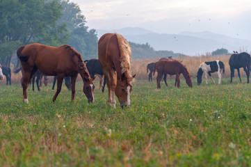 Obraz premium herd of horses on pasture