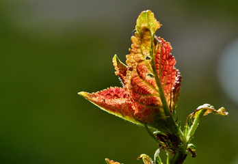 Red flower on blurred background/A blossoming red flower on a blurred background. Nature, flowers, Russia, Moscow region, Shatura