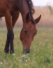 Fototapeta premium herd of horses on pasture