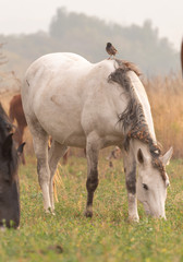 herd of horses on pasture