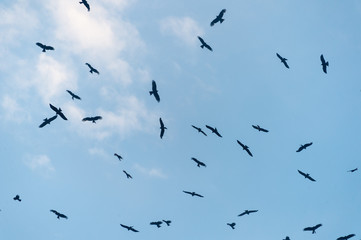 a lot of bird kite in the sky over the fields