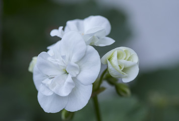White GERANIUM beauty blooming.