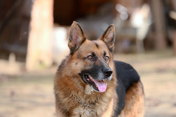 German shepherd dog canine portrait close up