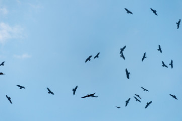 a lot of bird kite in the sky over the fields