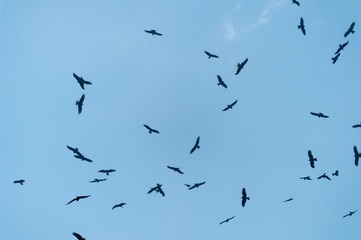 a lot of bird kite in the sky over the fields