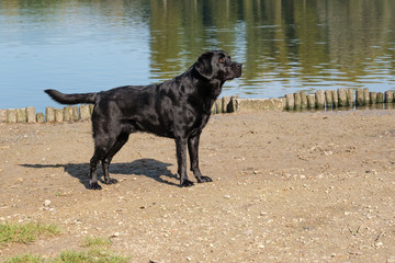 Black Labrador Retriever male adult, standing next to a pond on a sandy beach.