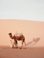 Camels on Sahara Desert Erg Chebbi Morocco