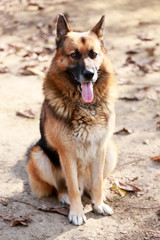 German shepherd dog canine portrait close up