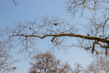 long branchy tree with pigeons on branches. The branchy tree and a group of pigeons birds in early spring