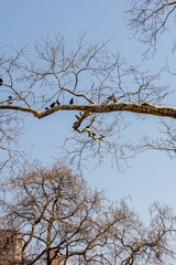 long branchy tree with pigeons on branches. The branchy tree and a group of pigeons birds in early spring