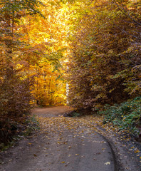 winding dirt road in autumnal deciduous forest