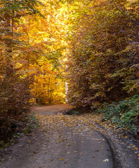 Fototapeta premium winding dirt road in autumnal deciduous forest