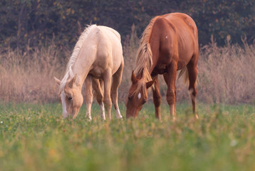 Obraz na płótnie Canvas herd of horses on pasture