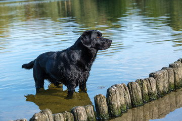 Black Labrador Retriever male adult, standing in a pond and ready to play.